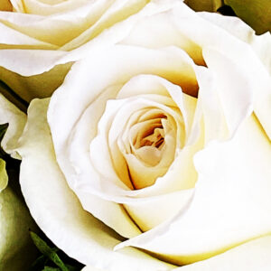 white roses
