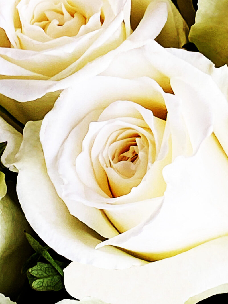 white roses