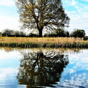Tree reflection on natural wildlife pond. Sinfin Moor Lane, Chellaston, Derbyshire