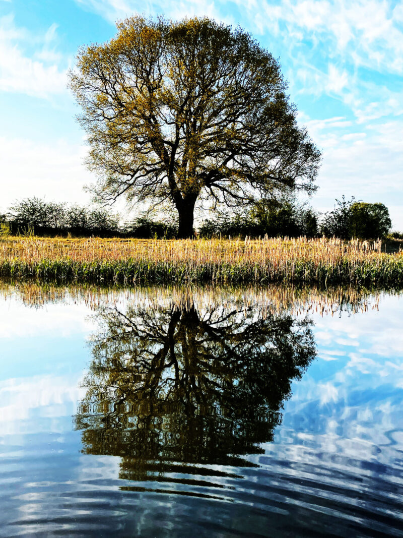 Tree reflection on natural wildlife pond. Sinfin Moor Lane, Chellaston, Derbyshire
