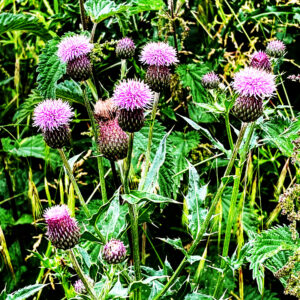 Pink thistle plant