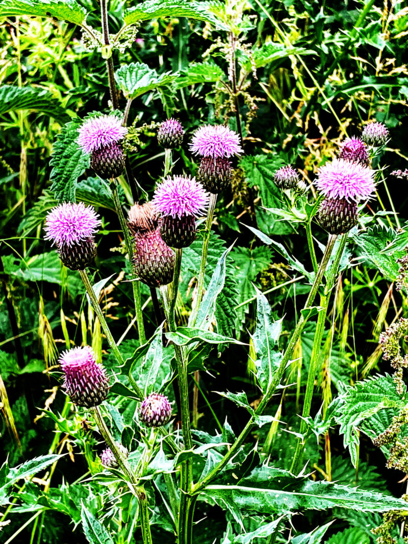 Pink thistle plant
