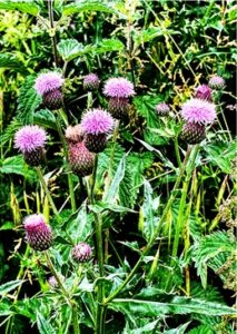 Pink thistle plant