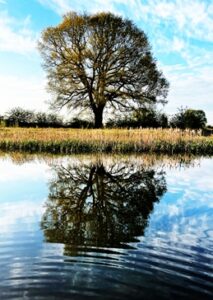 Tree reflection on natural wildlife pond. Sinfin Moor Lane, Chellaston, Derbyshire