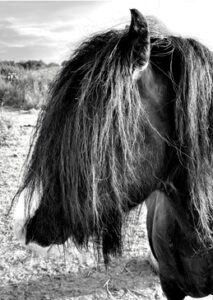 Black and white profile of horse's head
