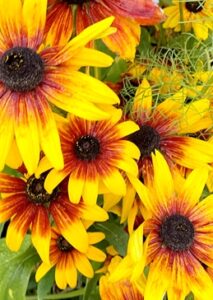 Black-eyed susans/Rudbeckia