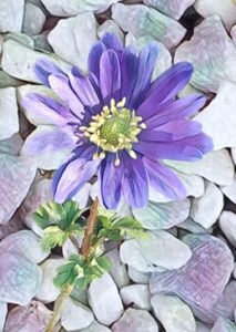 Purple anemone against a pebbled background. Pebbles slightly tinged with complementary purples and greens