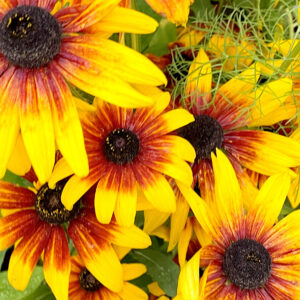 Black-eyed susans/Rudbeckia