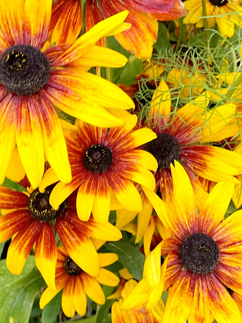 Black-eyed susans/Rudbeckia