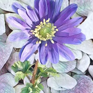Purple anemone against a pebbled background. Pebbles slightly tinged with complementary purples and greens