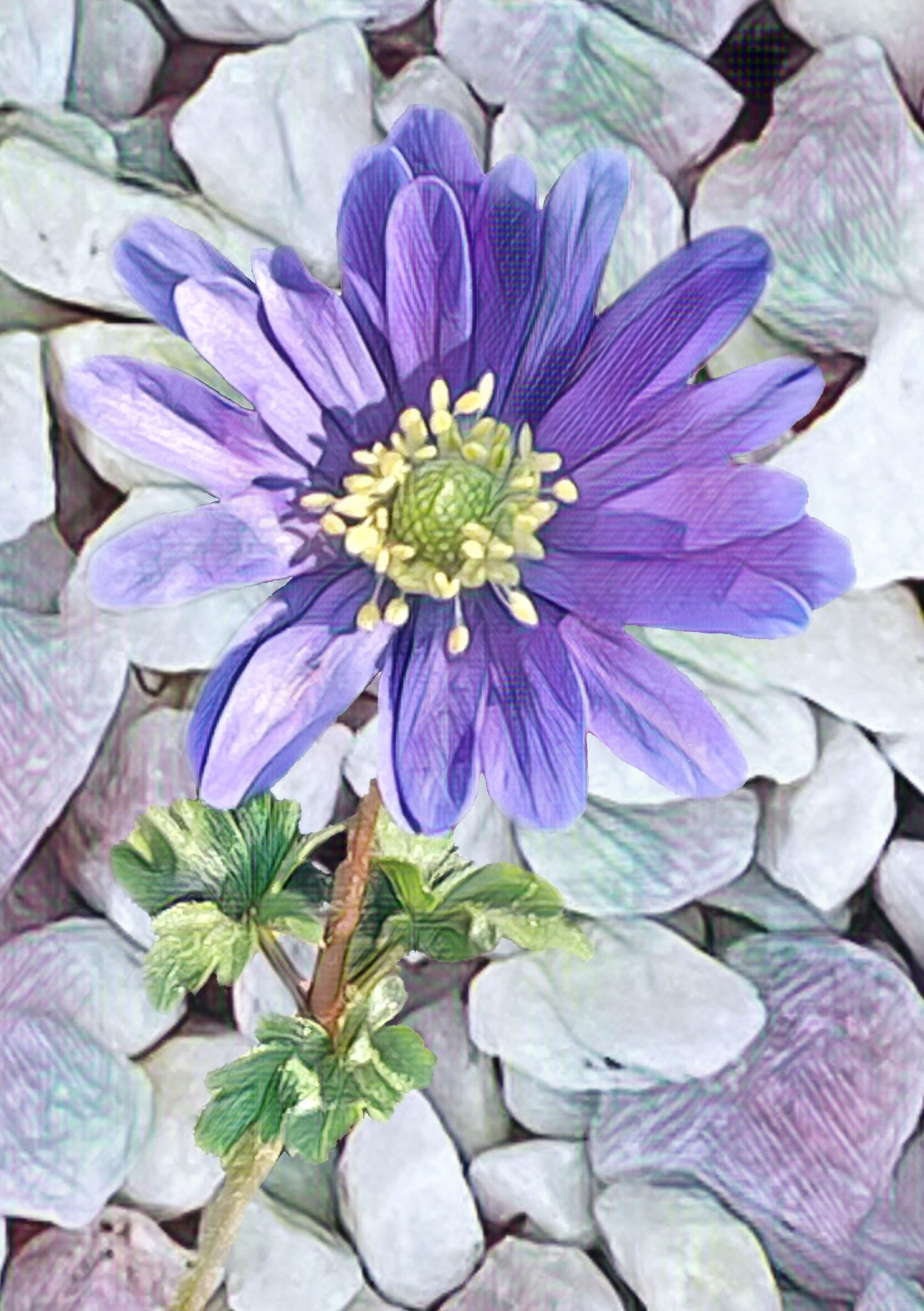 Purple anemone against a pebbled background. Pebbles slightly tinged with complementary purples and greens