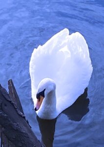 Swan resting by the riverbank on velvet blue waters.