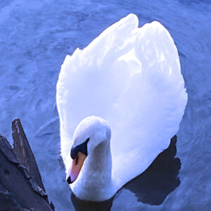 Swan resting by the riverbank on velvet blue waters.