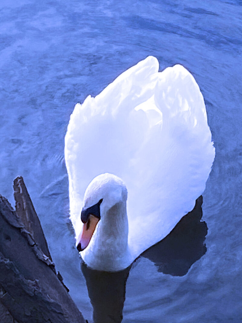 Swan resting by the riverbank on velvet blue waters.