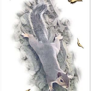 Cut out against white background of squirrel coming down tree. With yellow butterflies