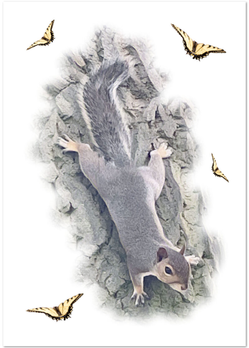 Cut out against white background of squirrel coming down tree. With yellow butterflies