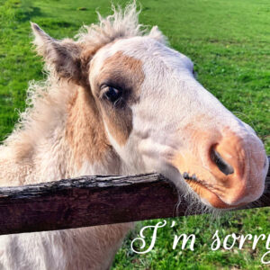 'Apologetic' pony leaning over fence. Text says I'm sorry