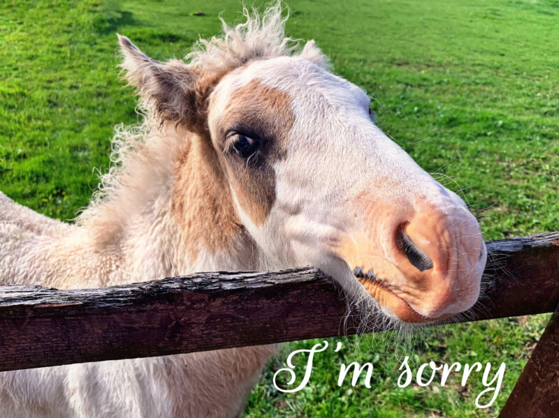 'Apologetic' pony leaning over fence. Text says I'm sorry