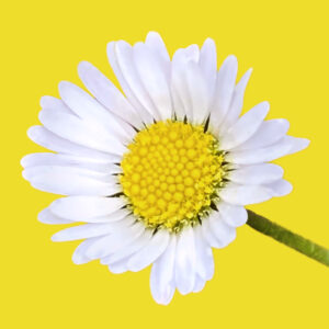 Daisy against yellow background