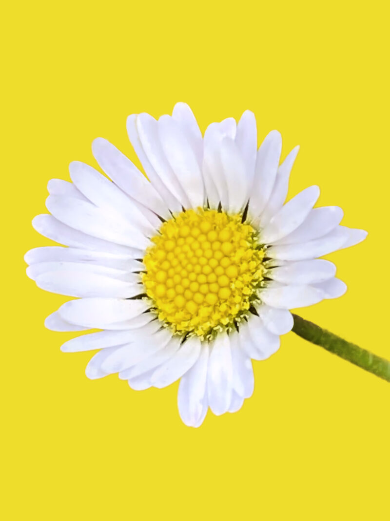 Daisy against yellow background