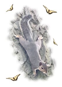 Cut out against white background of squirrel coming down tree. With yellow butterflies