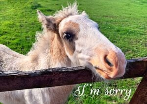 'Apologetic' pony leaning over fence. Text says I'm sorry