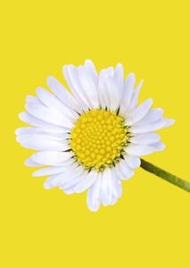 Daisy against yellow background