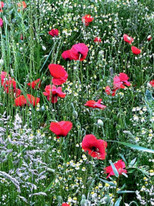 Red poppies and daisy field