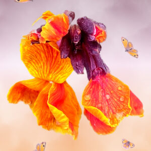 Wallflower and gatekeeper butterflies 'dancing' in the rain. Soft purple and orange background complements