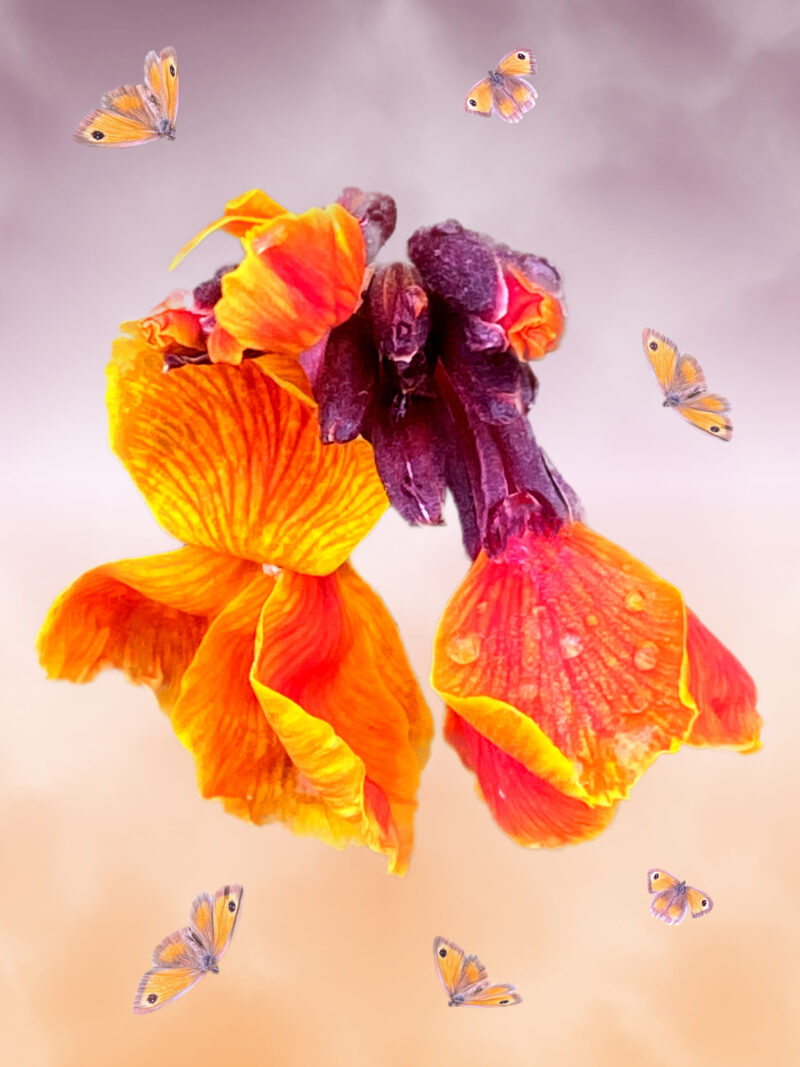Wallflower and gatekeeper butterflies 'dancing' in the rain. Soft purple and orange background complements