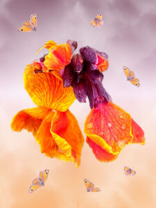 Wallflower and gatekeeper butterflies 'dancing' in the rain. Soft purple and orange background complements
