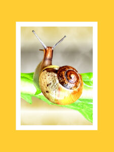 Golden brown garden snail on lettuce leaf encased in white frame with orange background