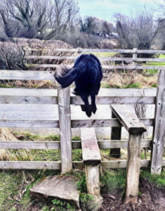 Rear of dog jumping over fence