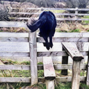 Rear of dog jumping over fence