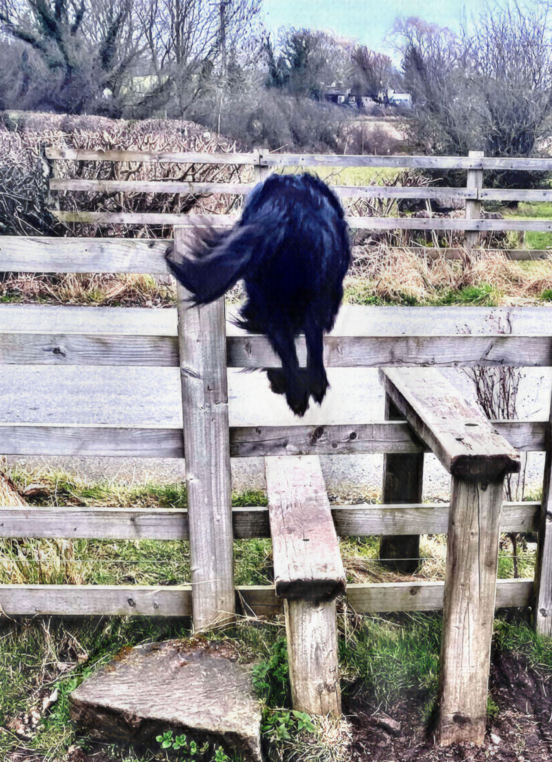 Rear of dog jumping over fence