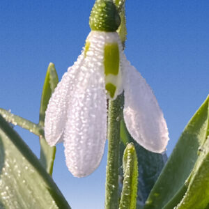 Frosted snowdrop against brilliant blue background