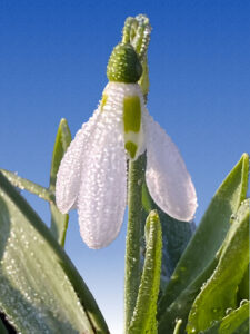 Frosted snowdrop against brilliant blue background