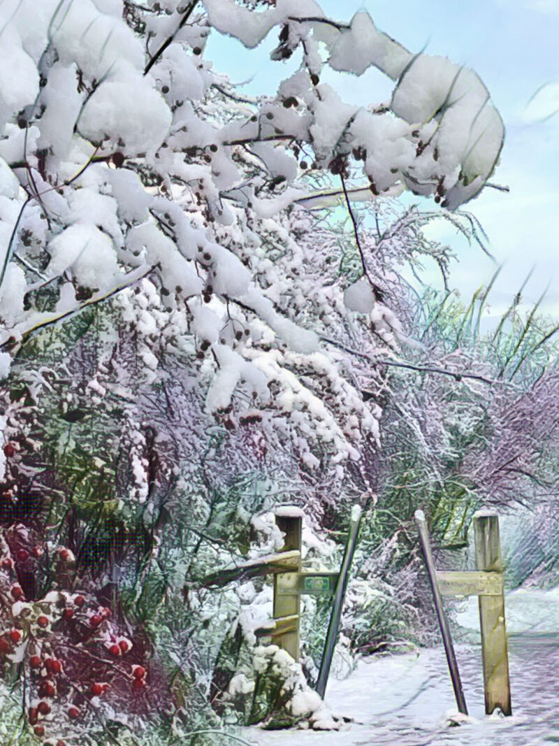A snowy walk in Chellaston, Derbyshire. Snow-laden tree with red berries.