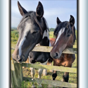 Yearling and older horse with heads over fence. Card is edged with black and has white and blue frame