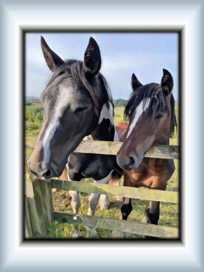 Yearling and older horse with heads over fence. Card is edged with black and has white and blue frame