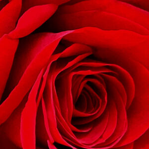 Full image of red rose