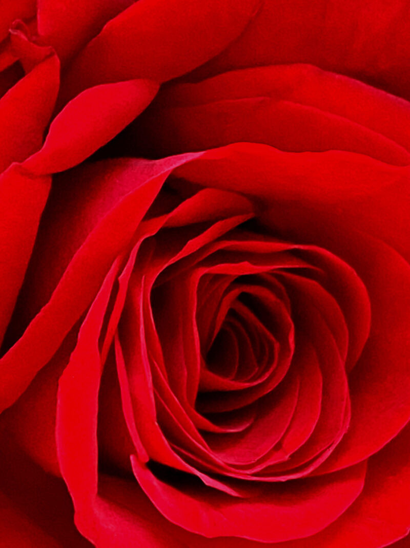 Full image of red rose