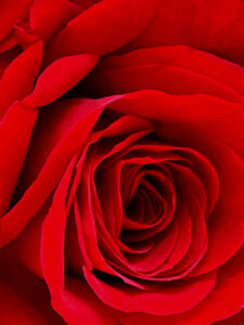 Full image of red rose