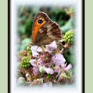 Gatekeeper butterfly sat atop a wild blackberry flower. Framed with a pale green background