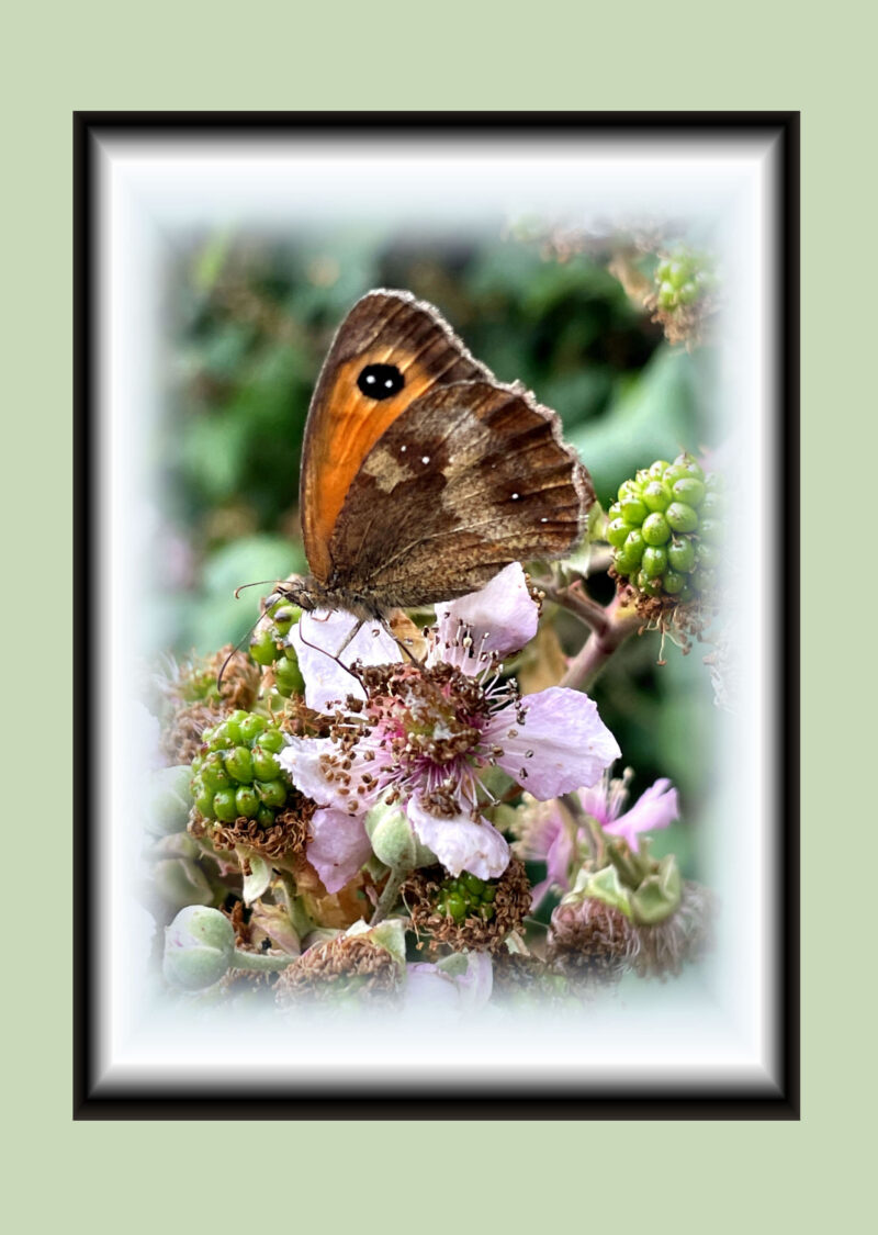 Gatekeeper butterfly sat atop a wild blackberry flower. Framed with a pale green background