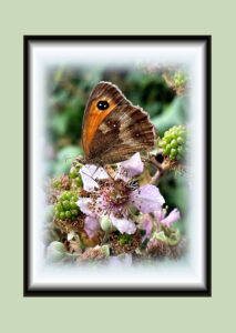Gatekeeper butterfly sat atop a wild blackberry flower. Framed with a pale green background