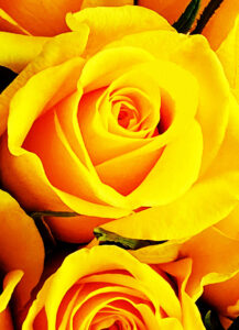 Golden yellow roses