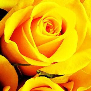 Golden yellow roses