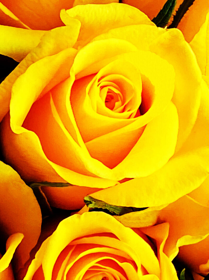 Golden yellow roses