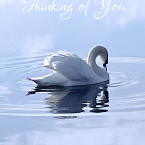 Serene swan with head bowed on rippled cloudy blue waters. Thinking of you card